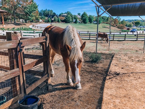 Visiting The Biltmore With Kids with two brown and white horses with sandy colored manes