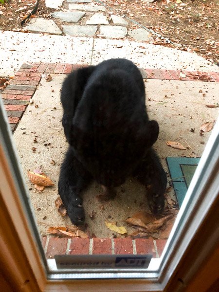 Bear sitting on the ground