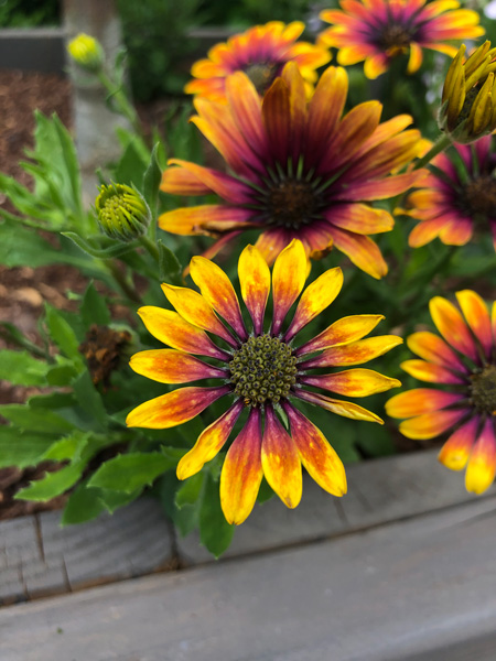 Pink, orange and yellow Flowers at the Arboretum Asheville