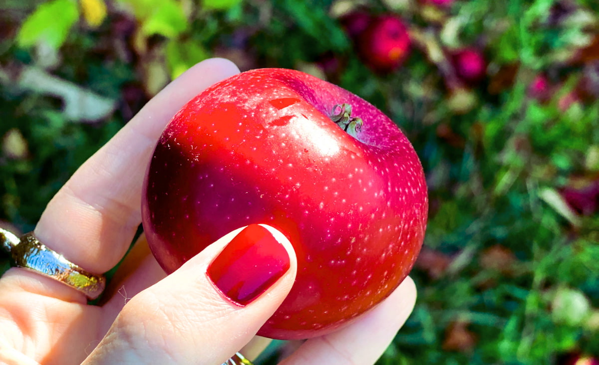 hand holding red apple