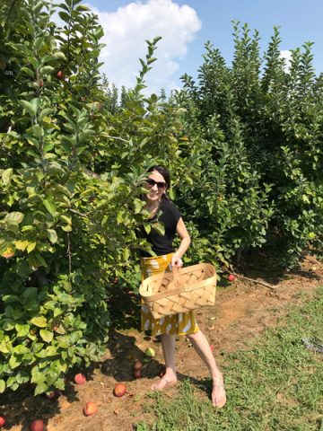 7 Delicious Apple Orchards In Hendersonville, NC | Uncorked Asheville