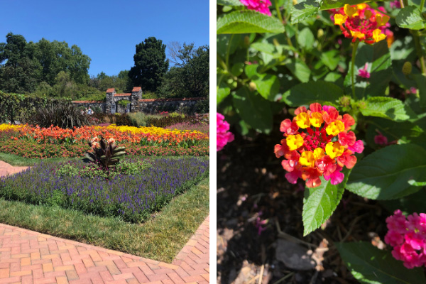 Biltmore Gardens in Asheville NC two pictures with walled garden and one with yellow, pink, and orange flowers