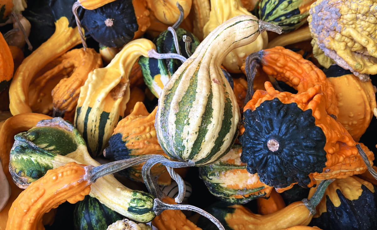 gourds and pumpkins