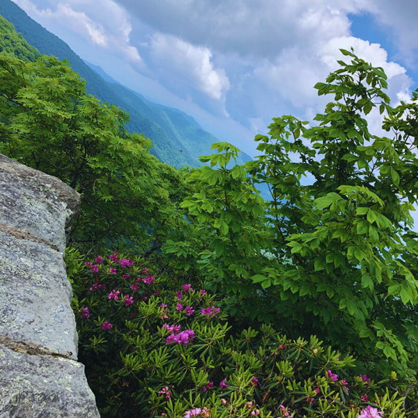 Craggy Gardens rhododendron