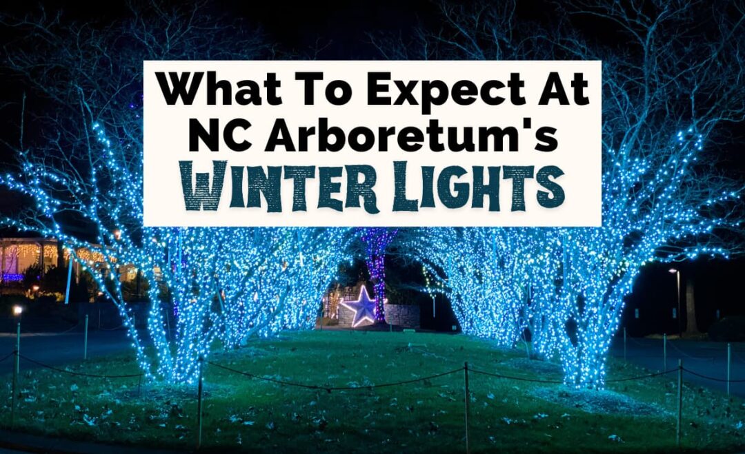 The NC Arboretum's Winter Lights Why You'll Love It Uncorked Asheville