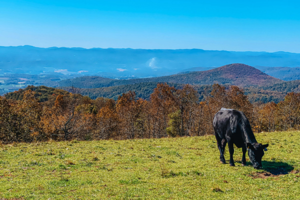 Bearwallow Mountain with cow