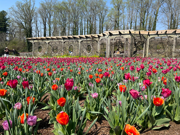 Biltmore Estate Walled Garden Spring Blooms