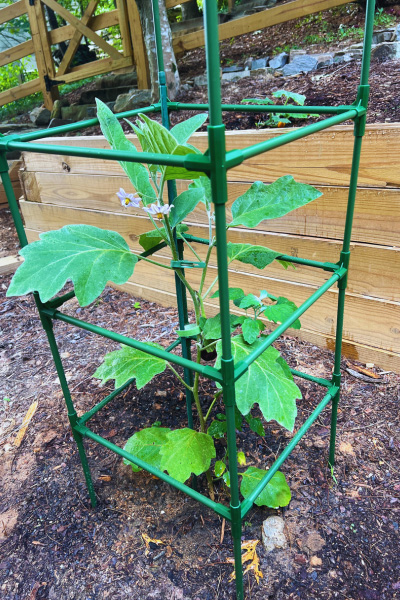 Garden Cage with eggplant
