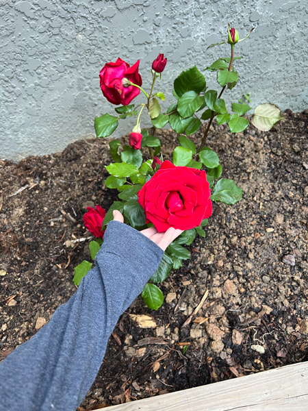 Garden Rose Bush