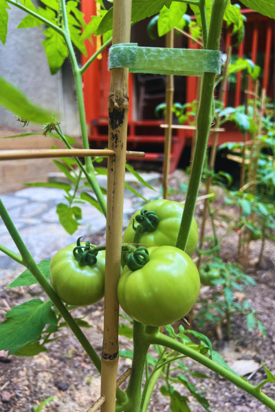 Velcro Garden Tie around Tomatoes