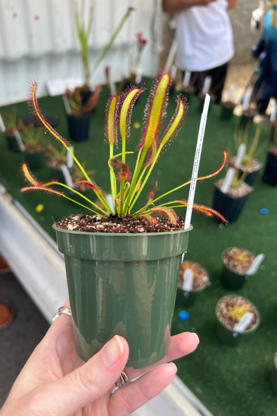 Sundew plant at North Asheville Tailgate Market