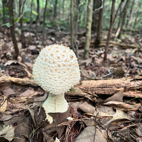 Mushroom on Masters Park to Haw Creek Overlook trail