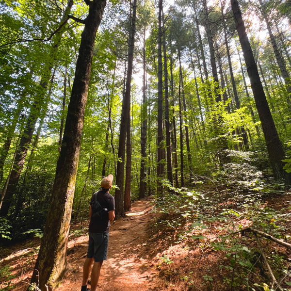 Trees along Masters Park to Haw Creek Overlook