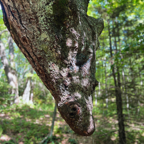 Dragon Tree close up at Skinny Dip Falls