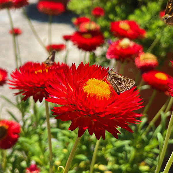 Red Flowers at NC Arboretum